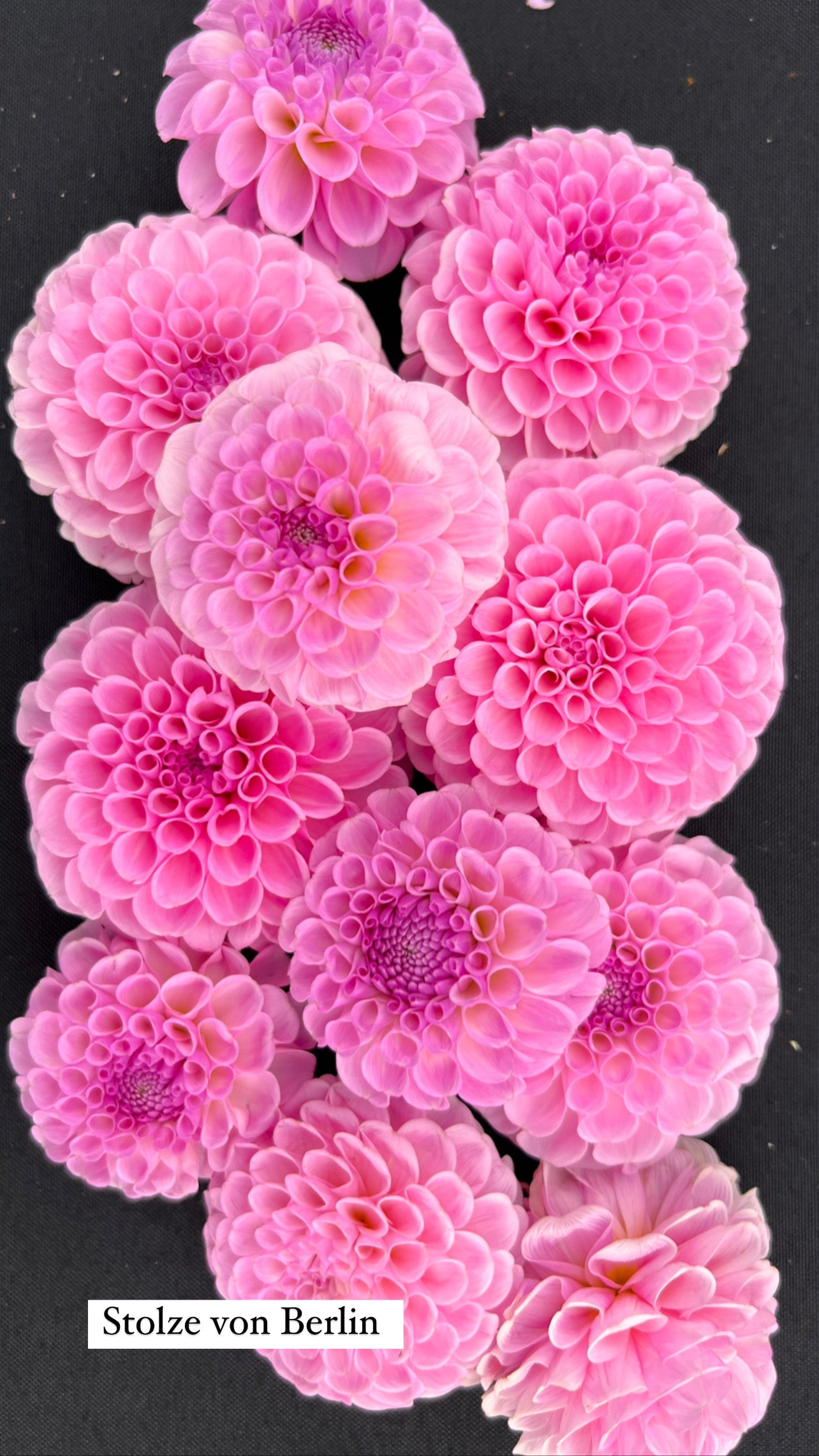 Stolze von Berlin Dahlia