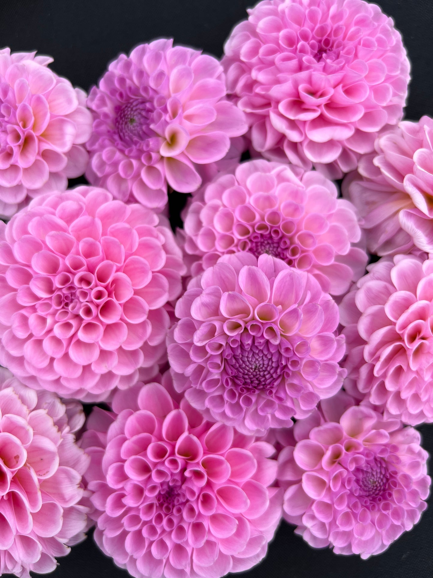 Stolze von Berlin Dahlia
