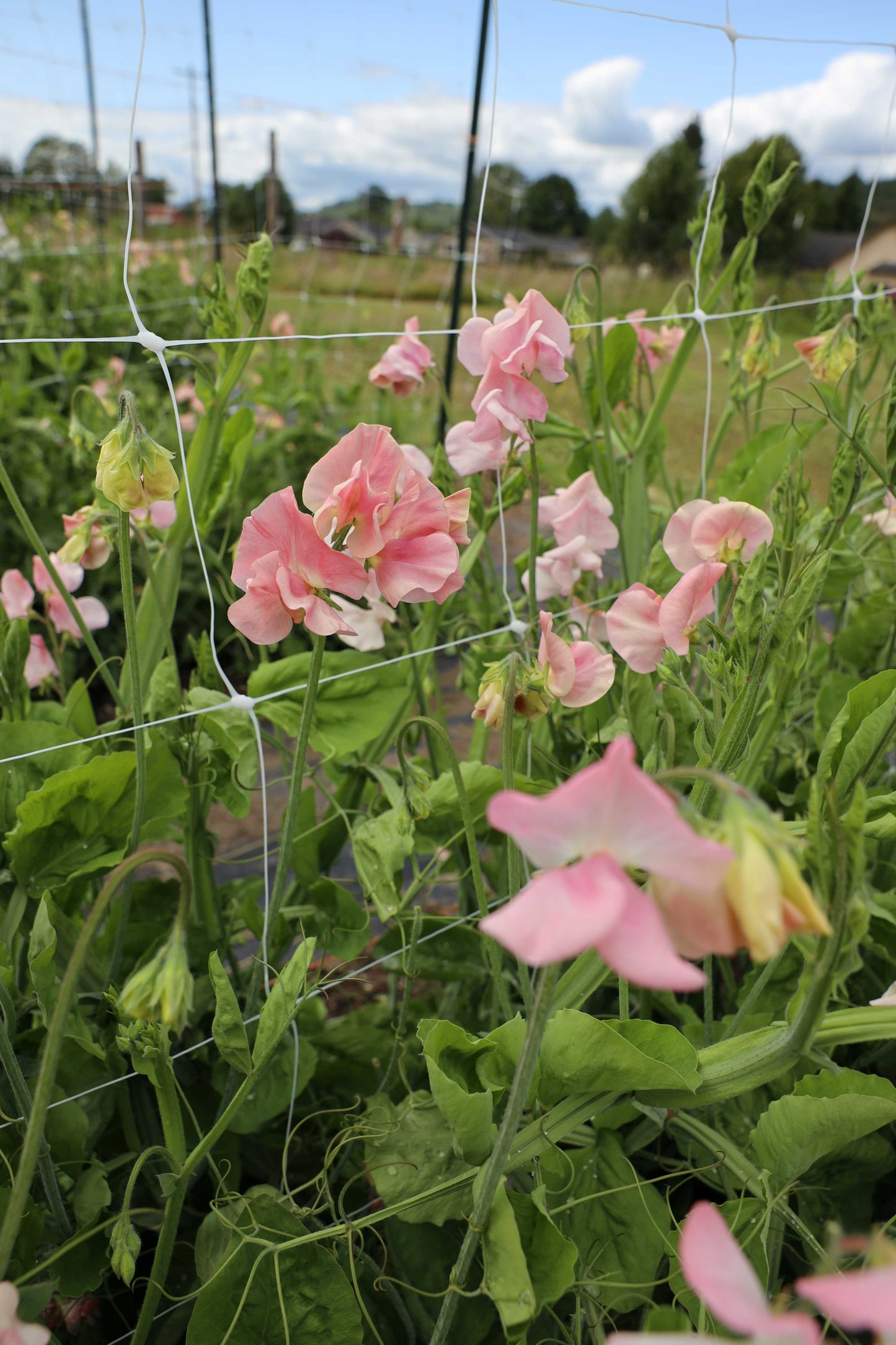 Sweet Pea 'Susan Burgess'