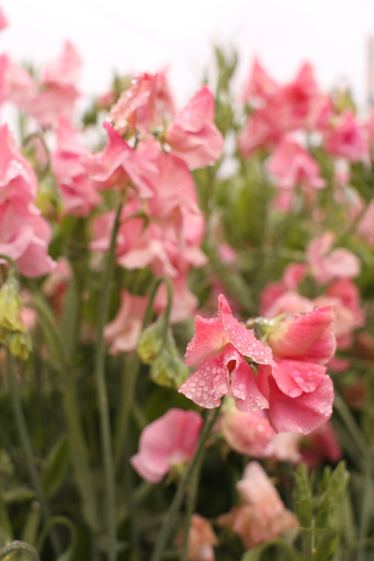Sweet Pea 'Susan Burgess'
