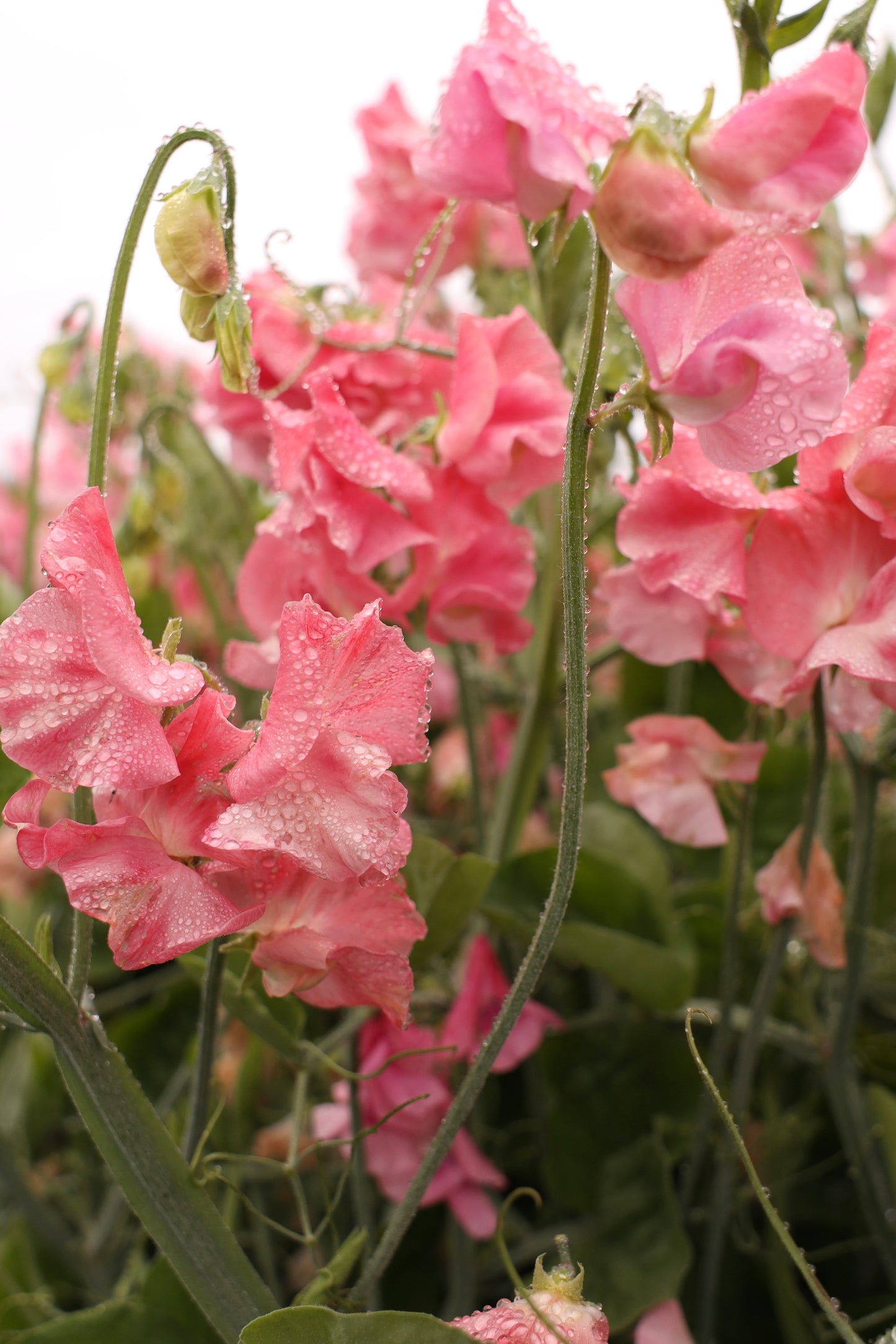 Sweet Pea 'Susan Burgess'