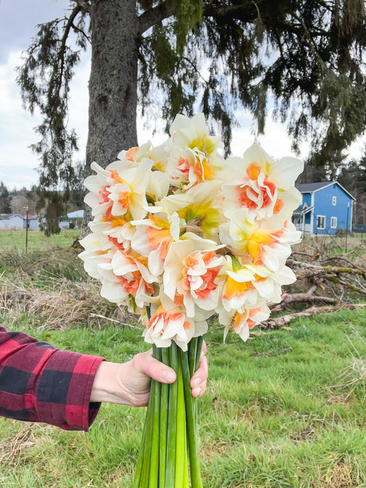 Sweet Paradise Narcissus - 10 Bulbs