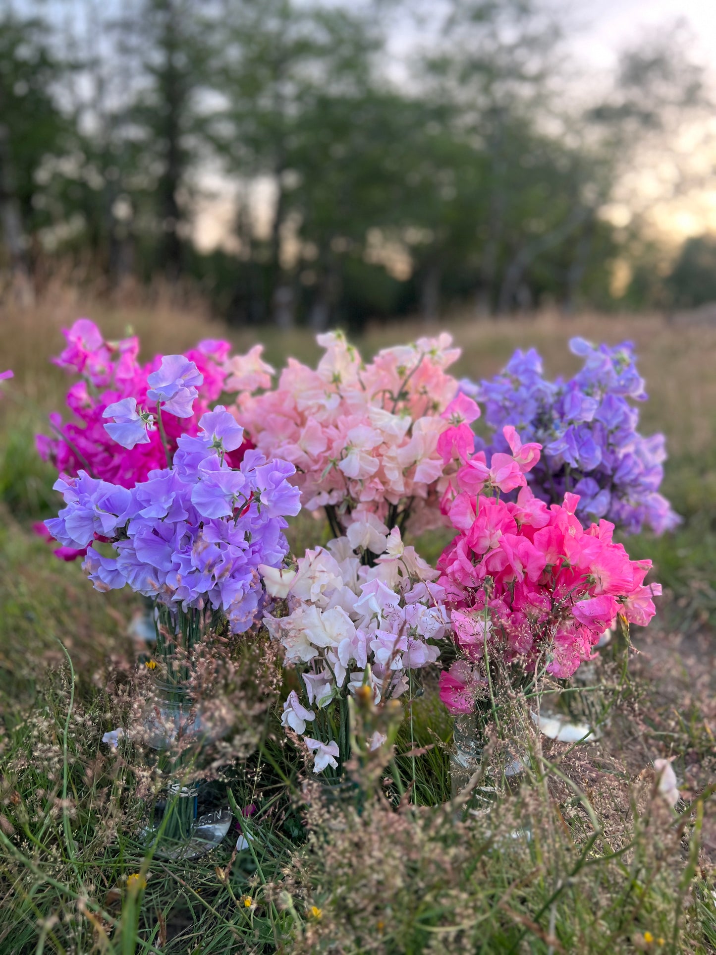Sweet Pea 'Rainbow Mix'