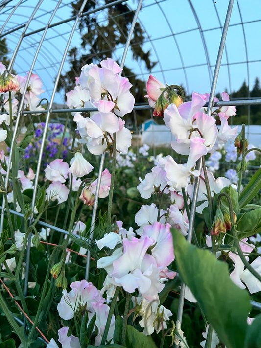 Sweet Pea  'Anniversary'