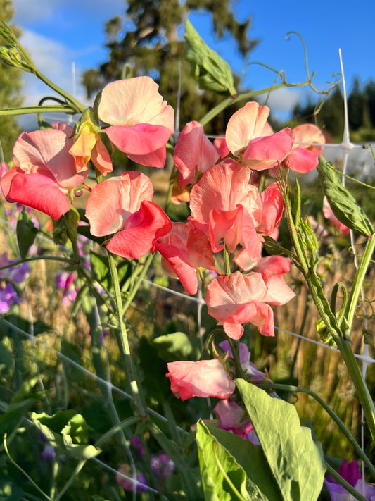 Sweet Pea  'Candy Floss'