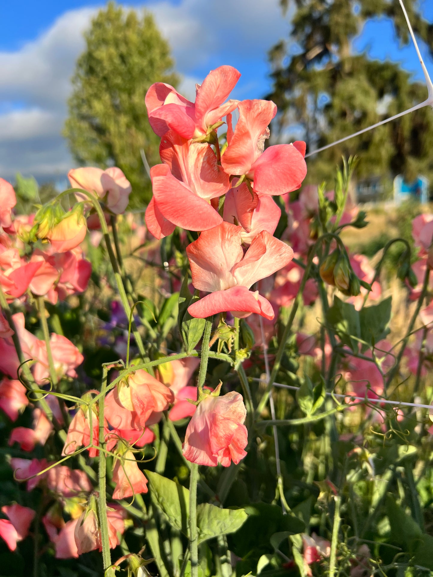 Sweet Pea  'Candy Floss'