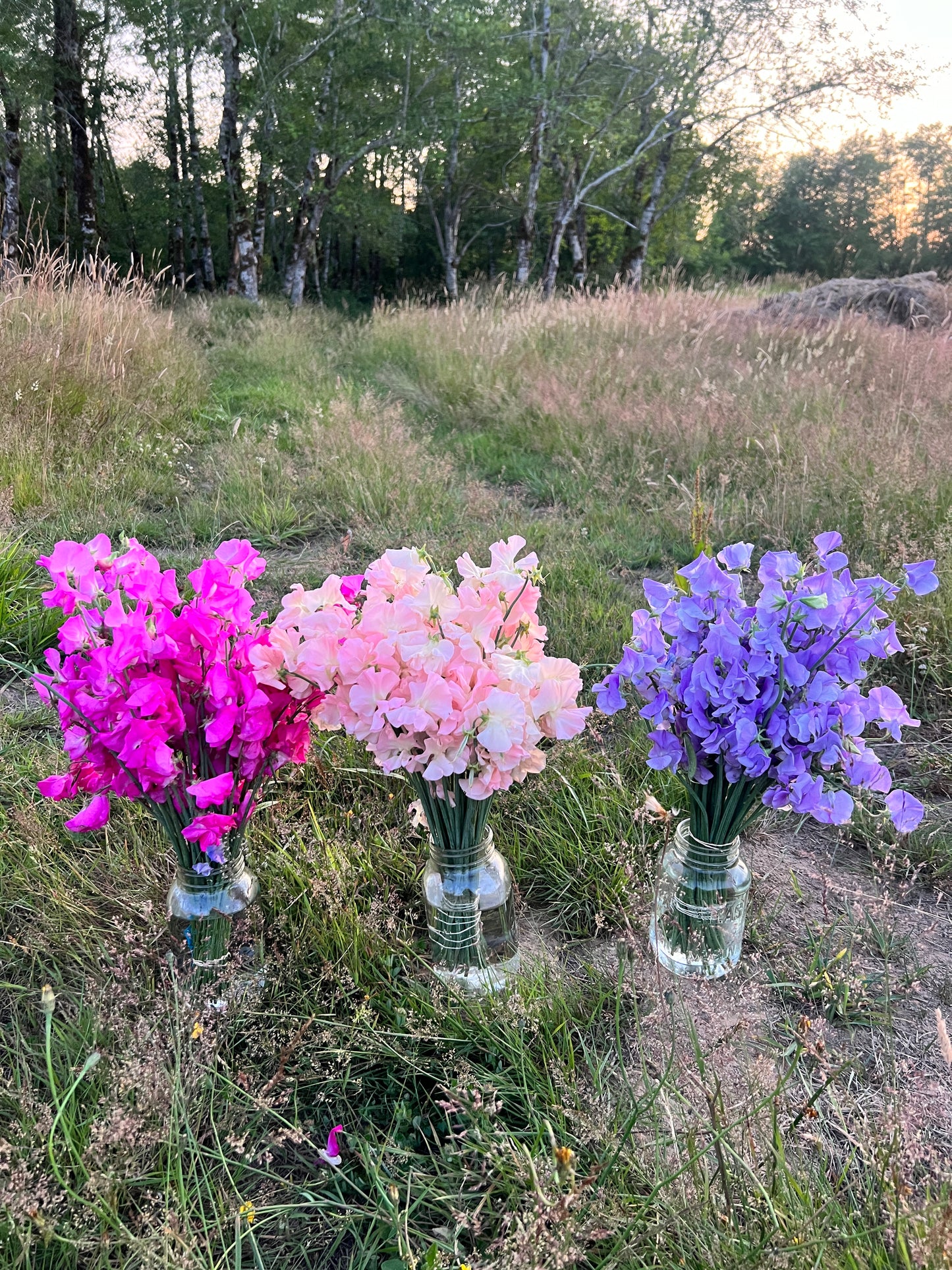 Sweet Pea  'Castle Wellan'