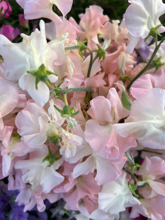 Sweet Pea  'Castle Wellan'