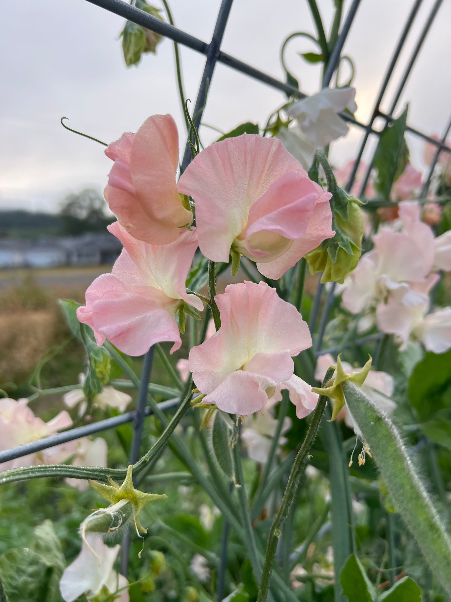 Sweet Pea  'Castle Wellan'