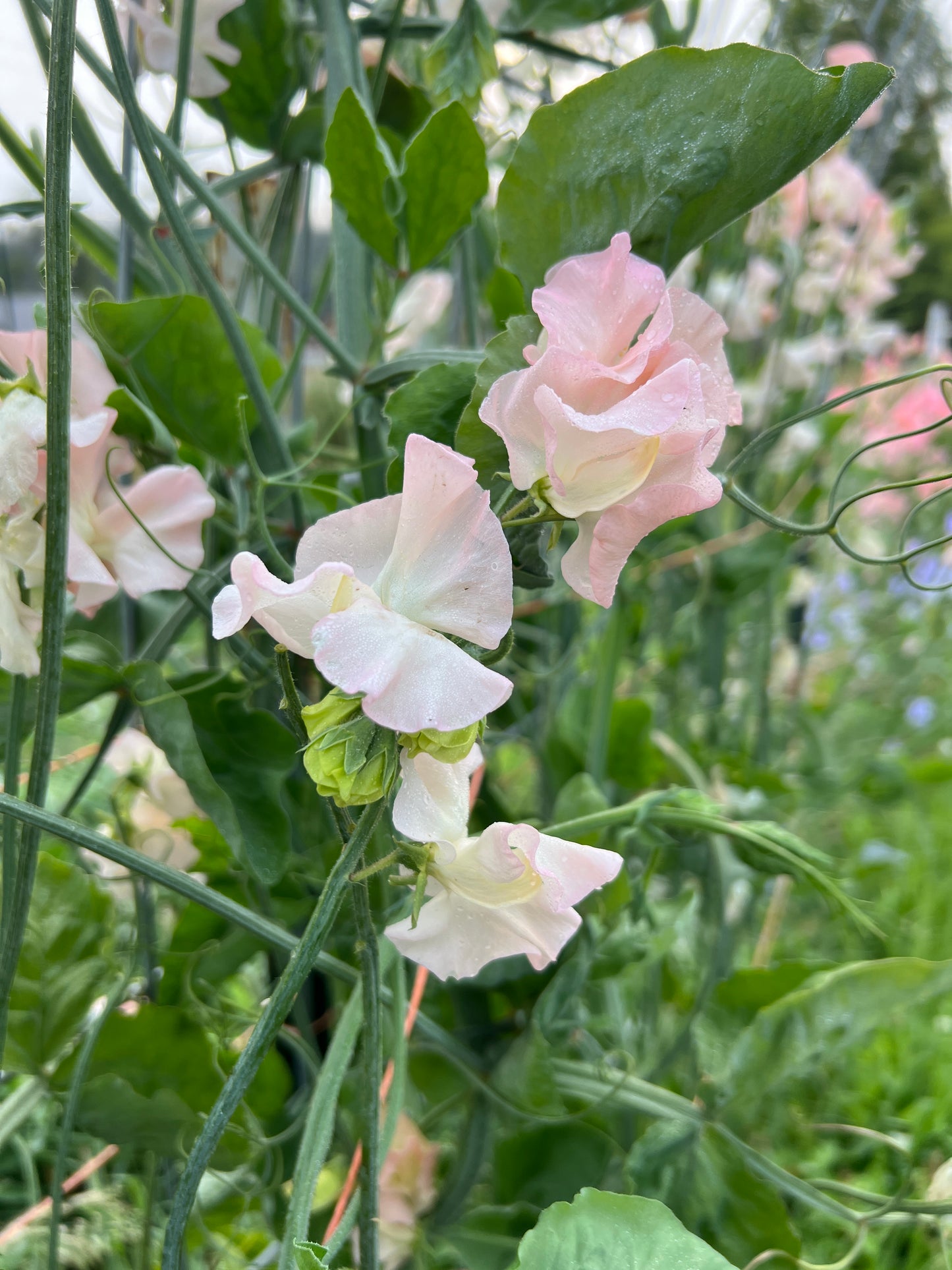 Sweet Pea  'Castle Wellan'