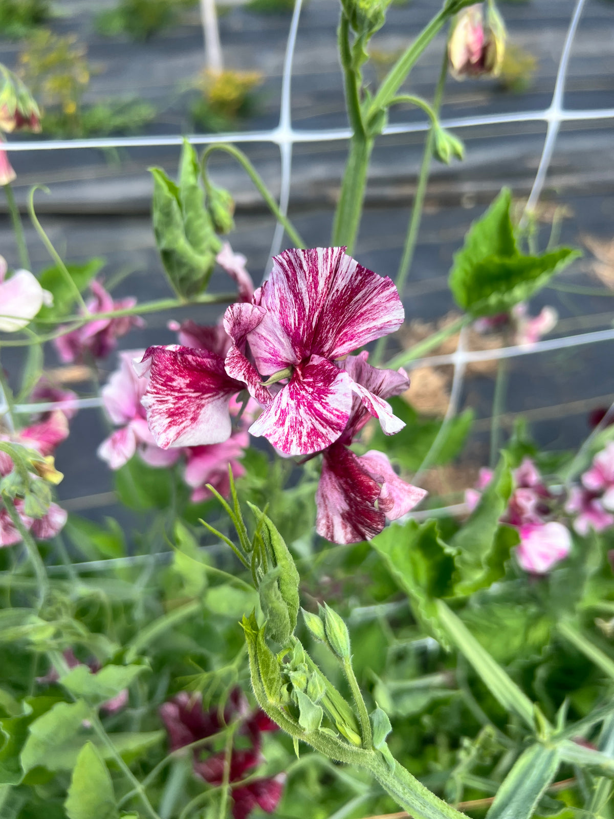 Sweet Pea 'Chocolate Flake'