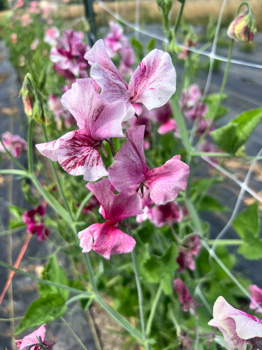 Sweet Pea 'Chocolate Flake'