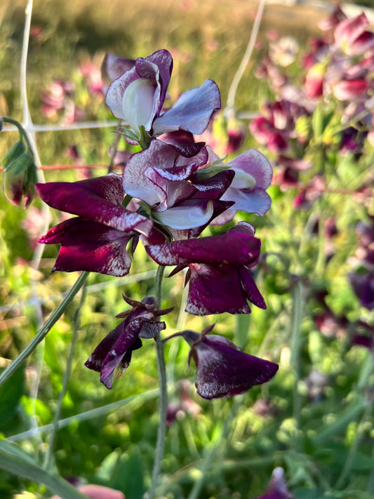 Sweet Pea 'Kissed by Chocolate'