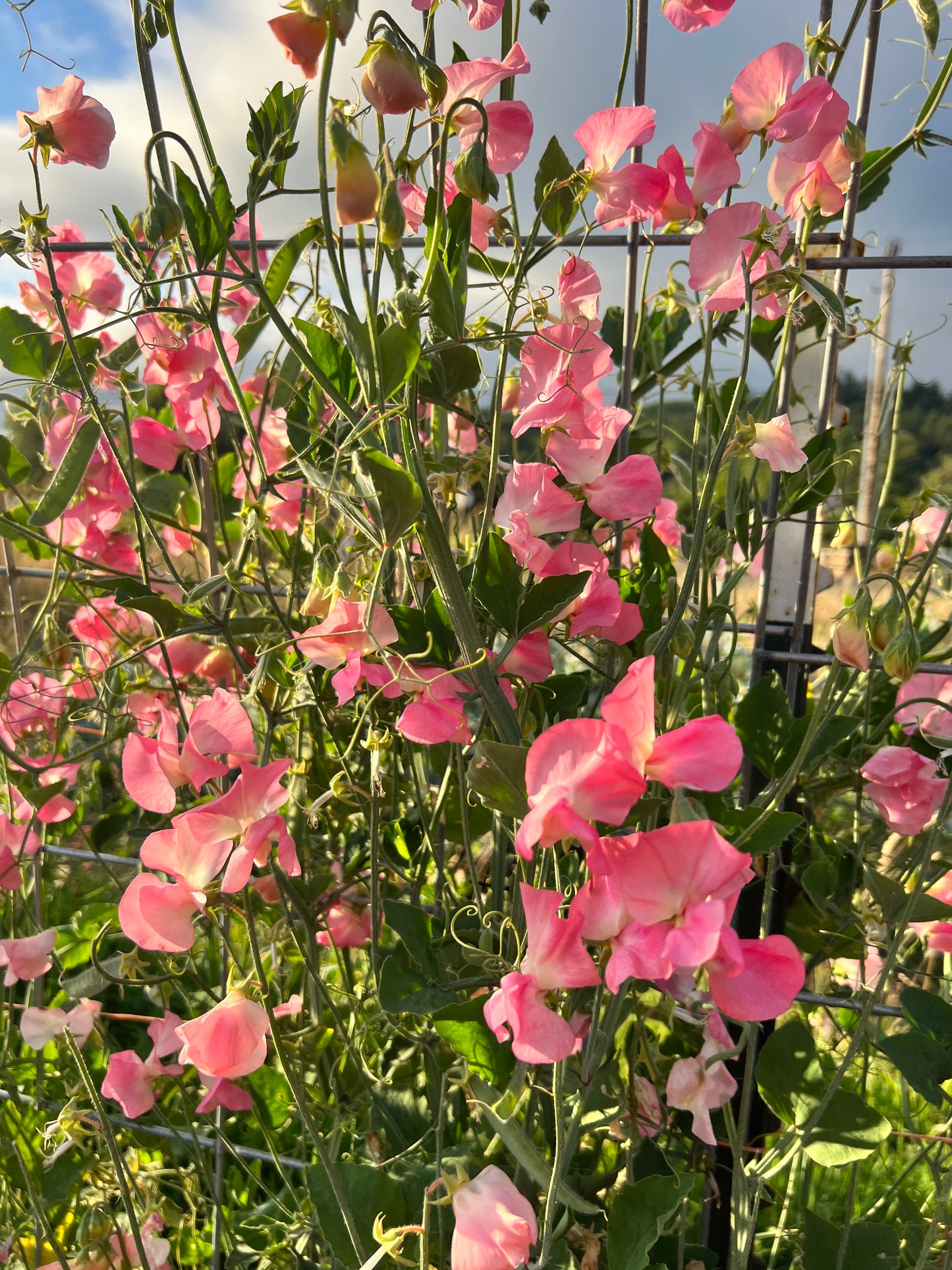 Sweet Pea  'Mammoth Salmon Cream'