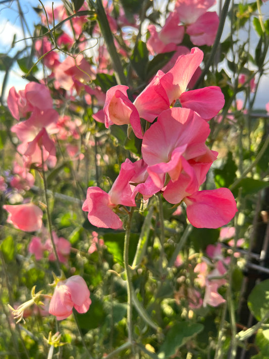 Sweet Pea  'Mammoth Salmon Cream'