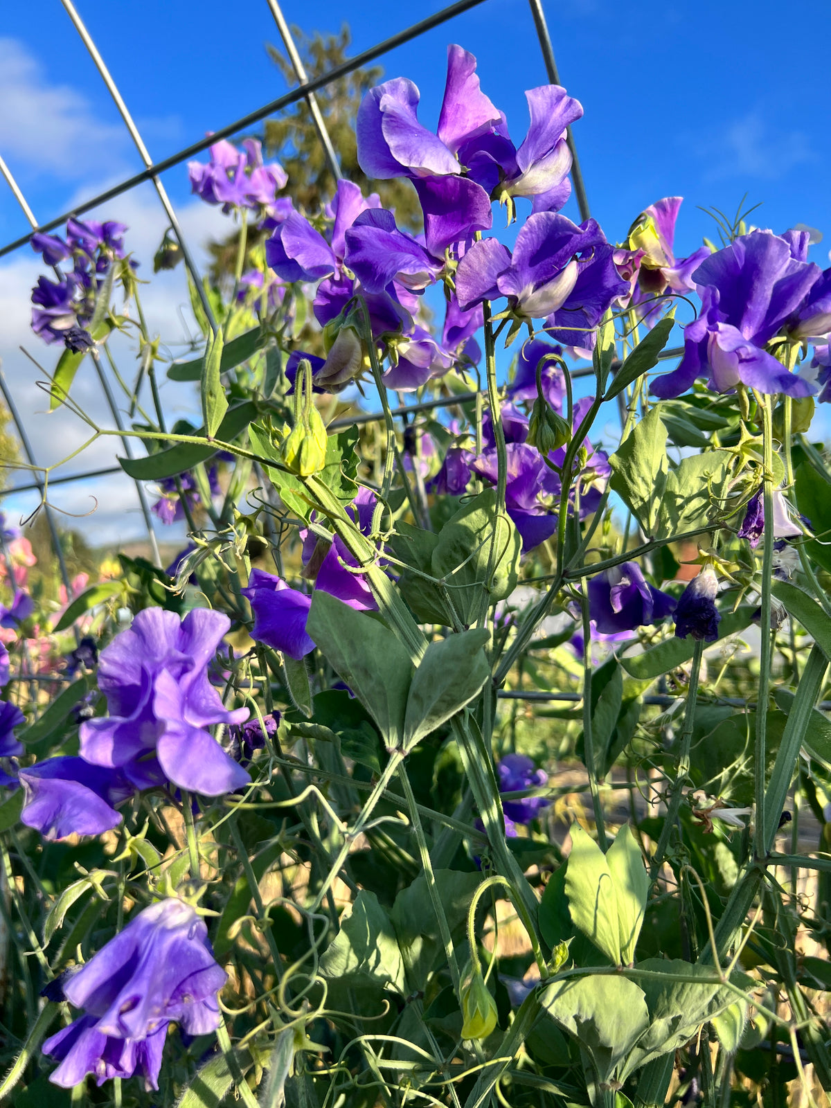 Sweet Pea 'Noel Sutton'