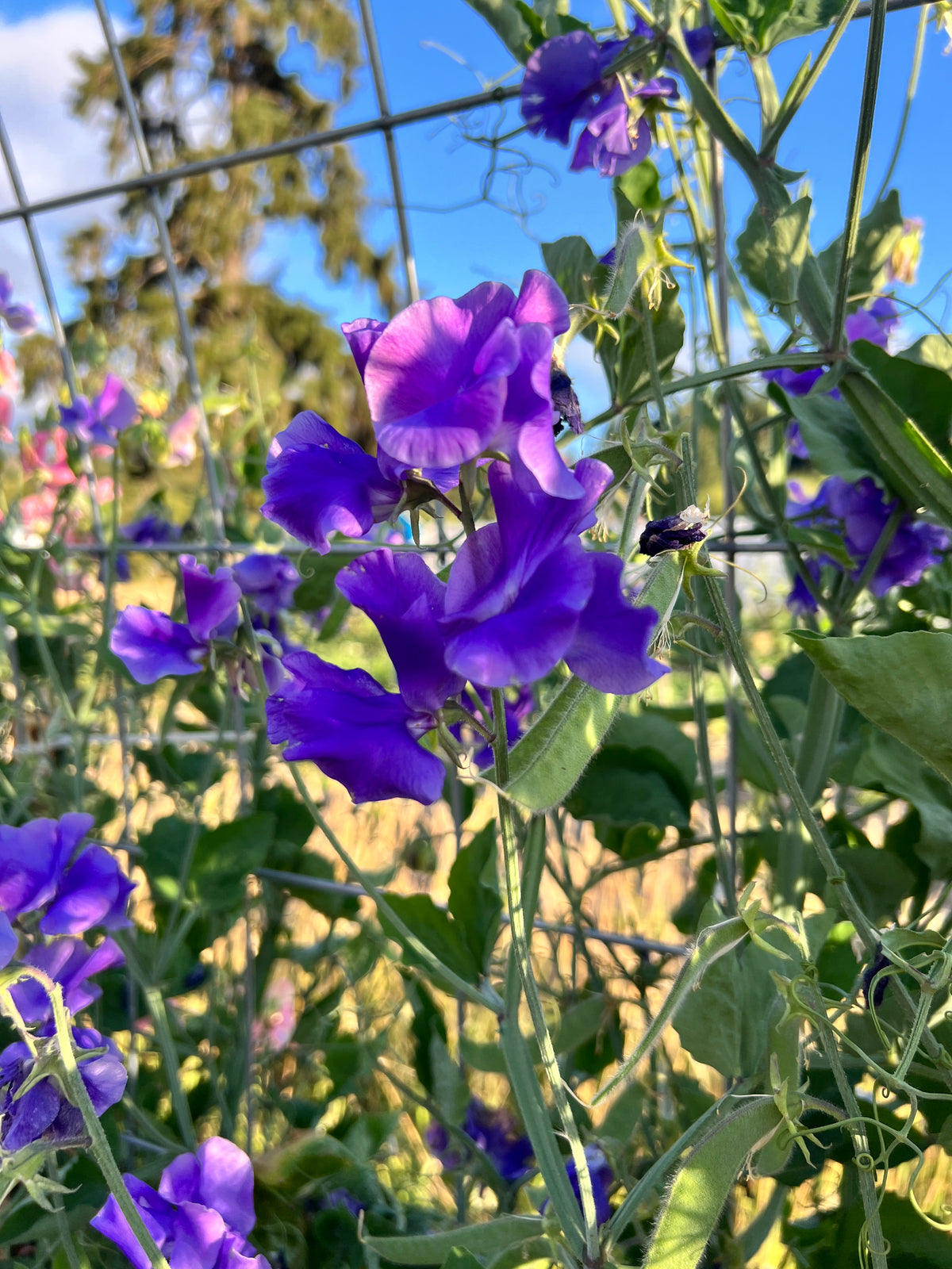 Sweet Pea 'Noel Sutton'
