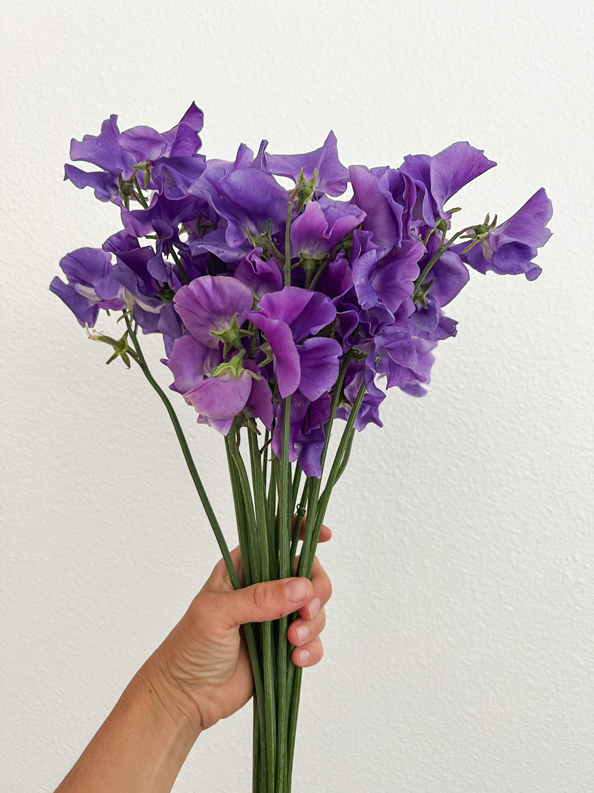 Sweet Pea 'Noel Sutton'