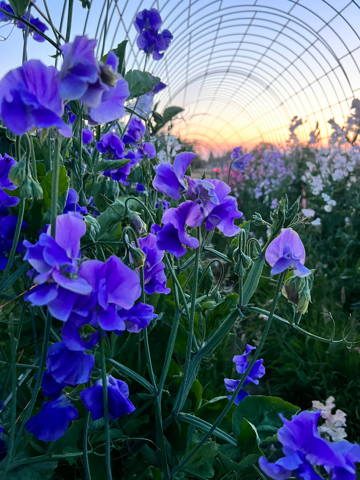 Sweet Pea 'Noel Sutton'