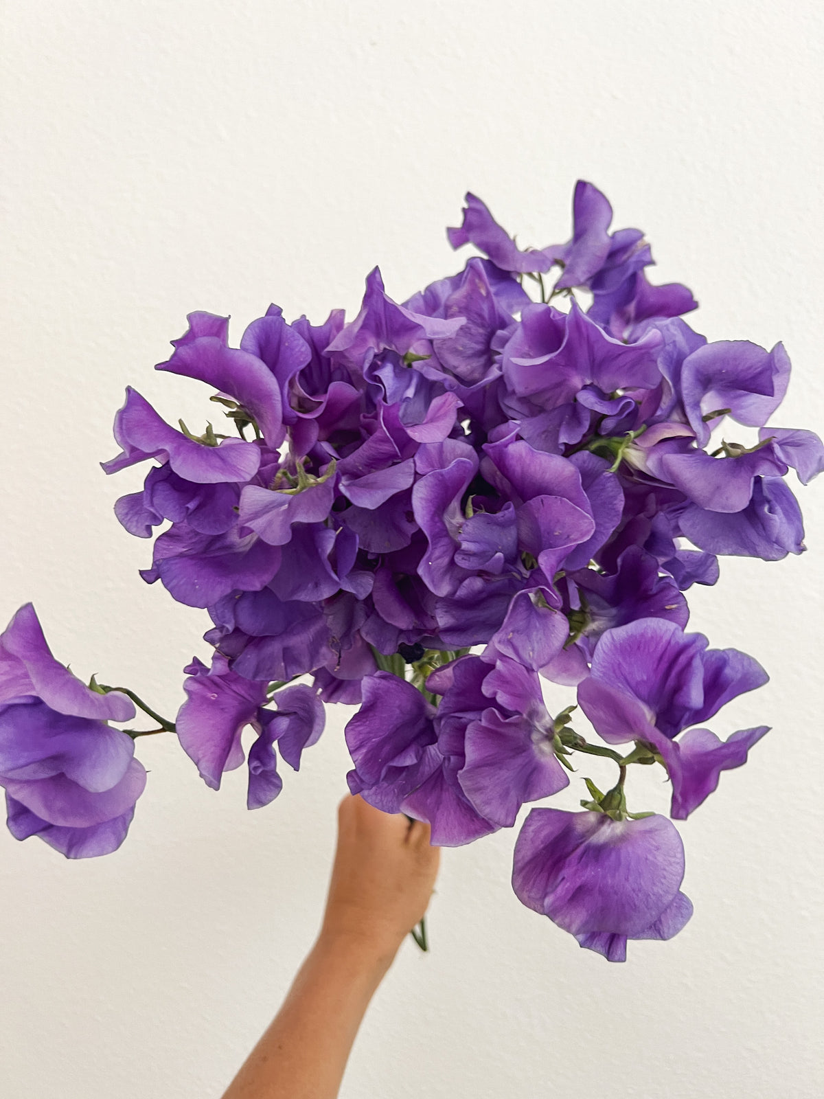 Sweet Pea 'Noel Sutton'