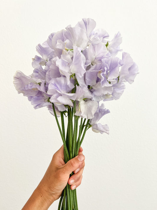 Sweet Pea 'Oban Bay'