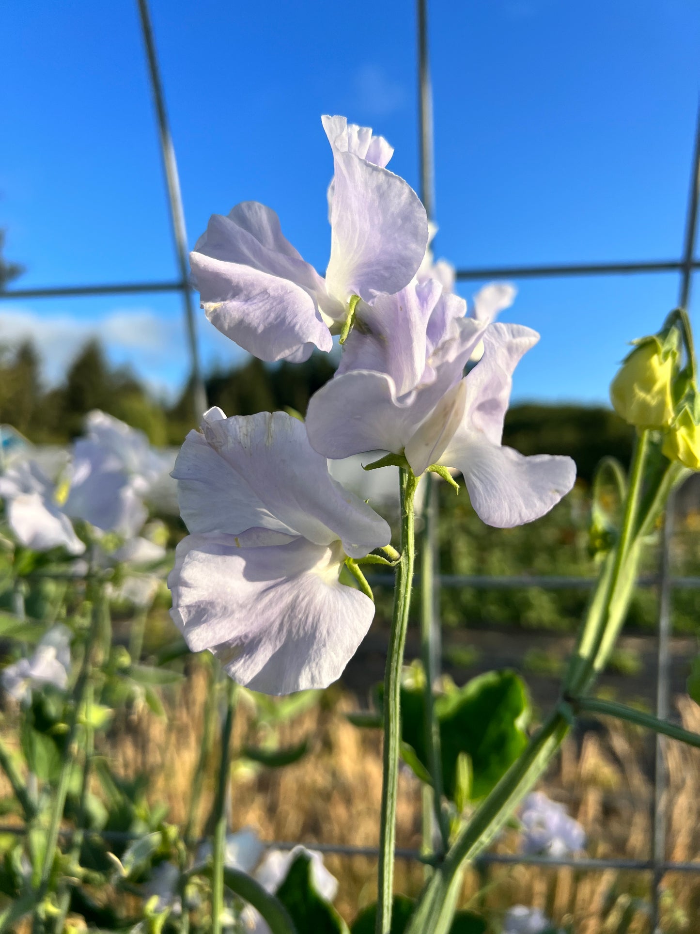 Sweet Pea 'Oban Bay'