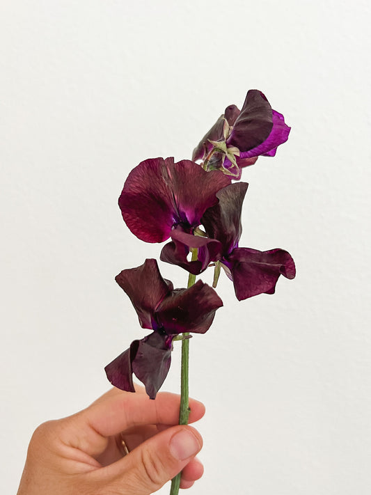 Sweet Pea 'Spring Sunshine Burgundy'