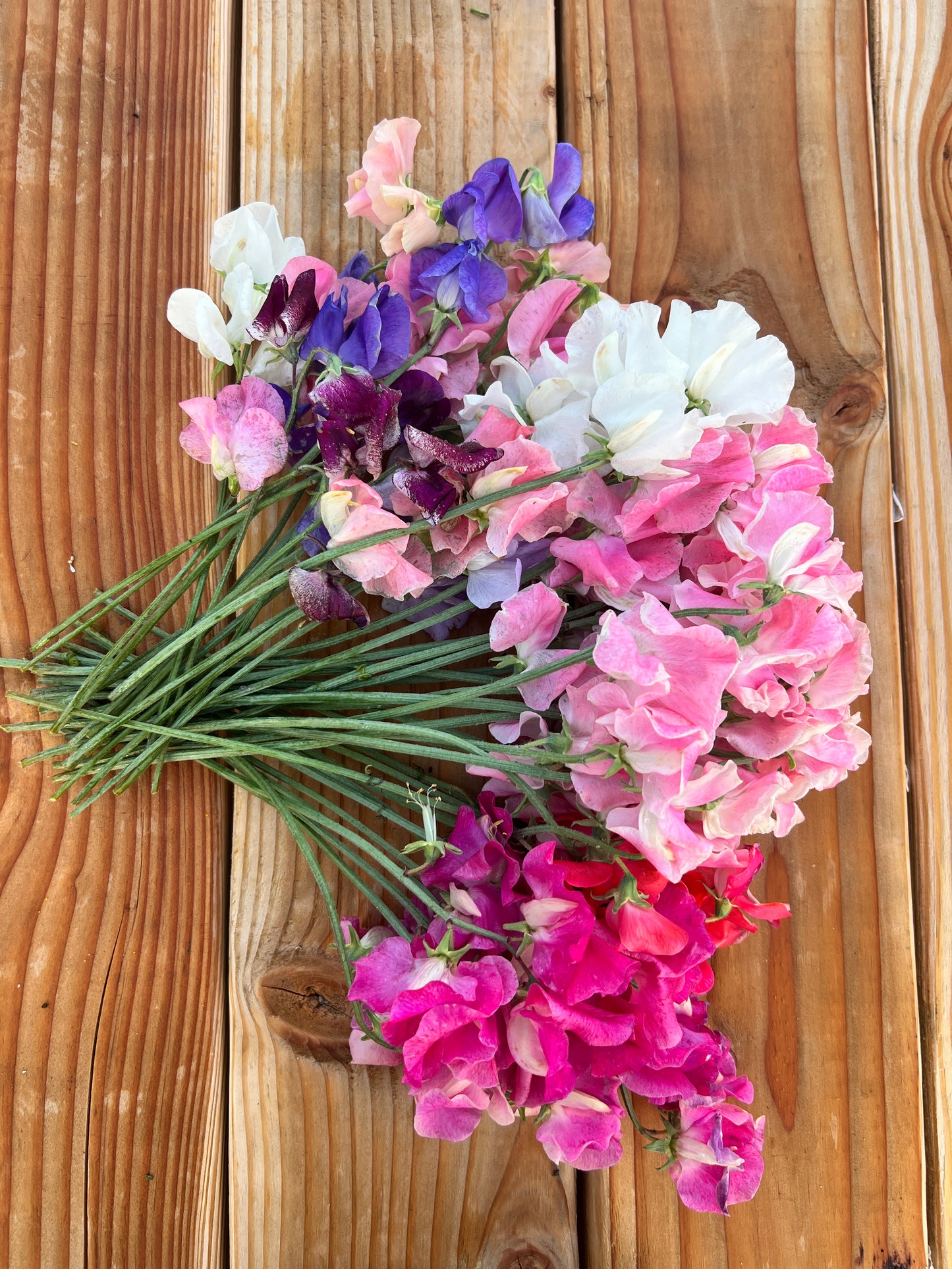 Sweet Pea 'Rainbow Mix'