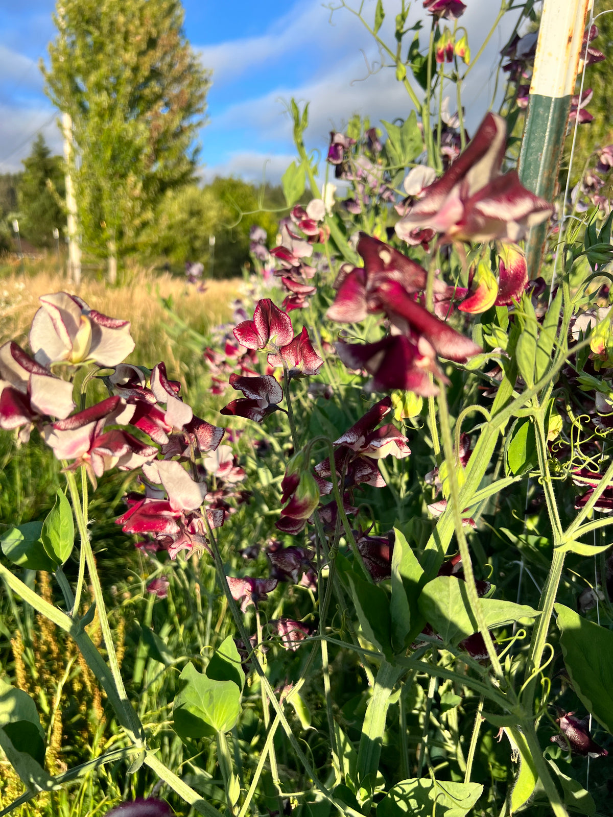 Sweet Pea 'Kissed by Chocolate'