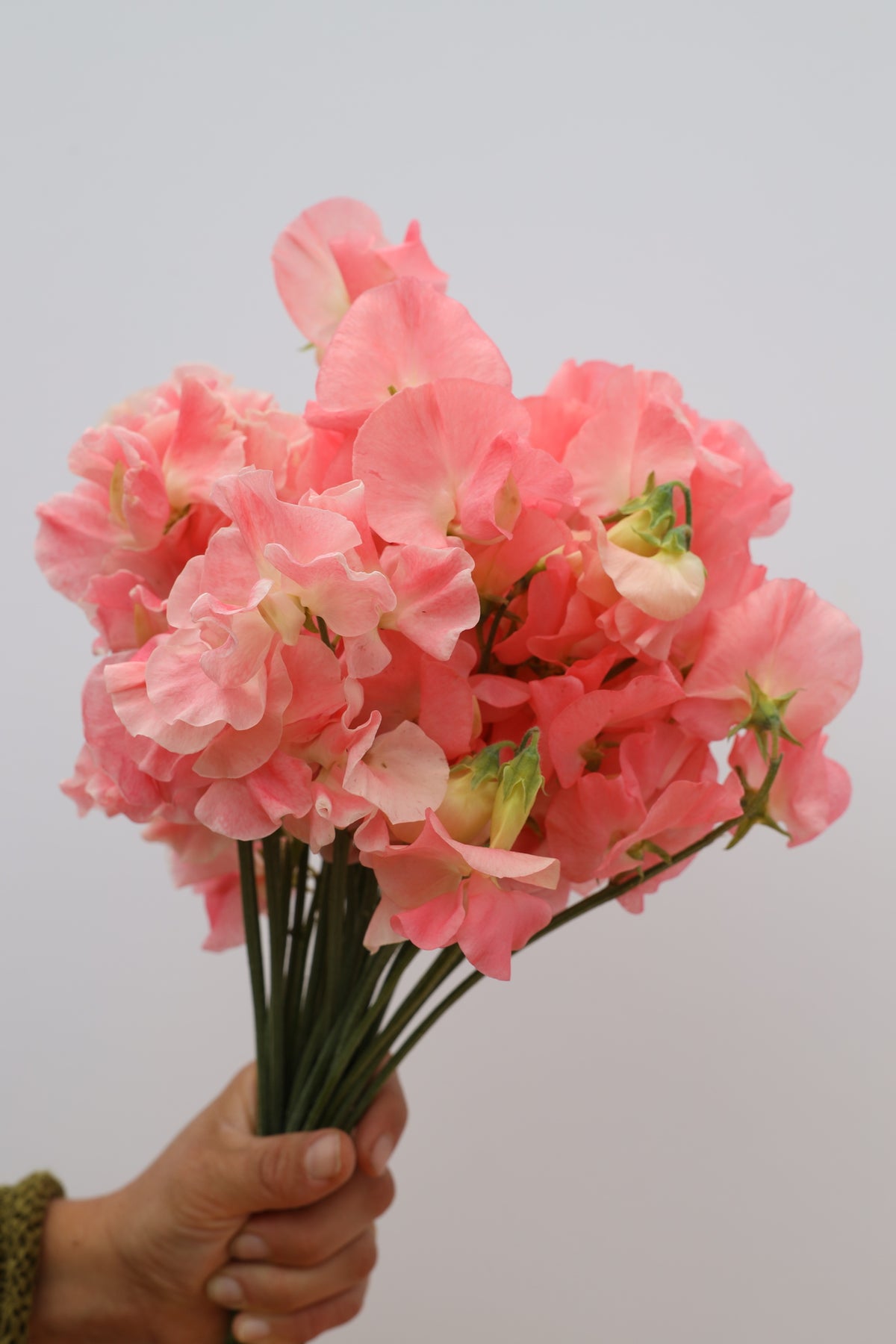 Sweet Pea 'Yvette Ann'