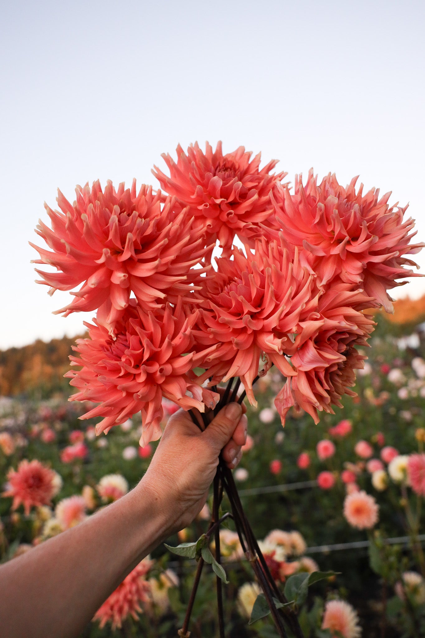 Terracotta Dahlia