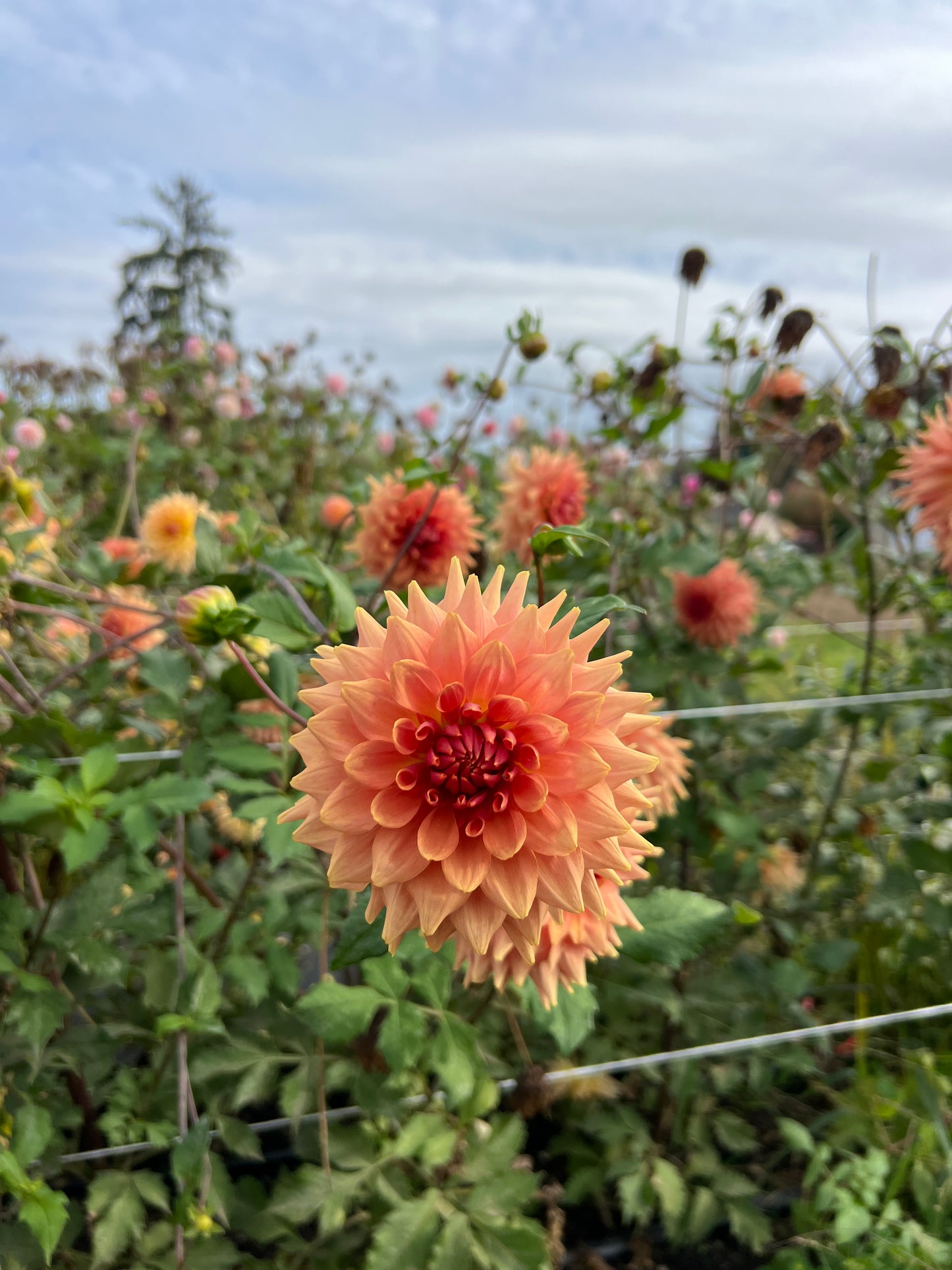 Terracotta Dahlia