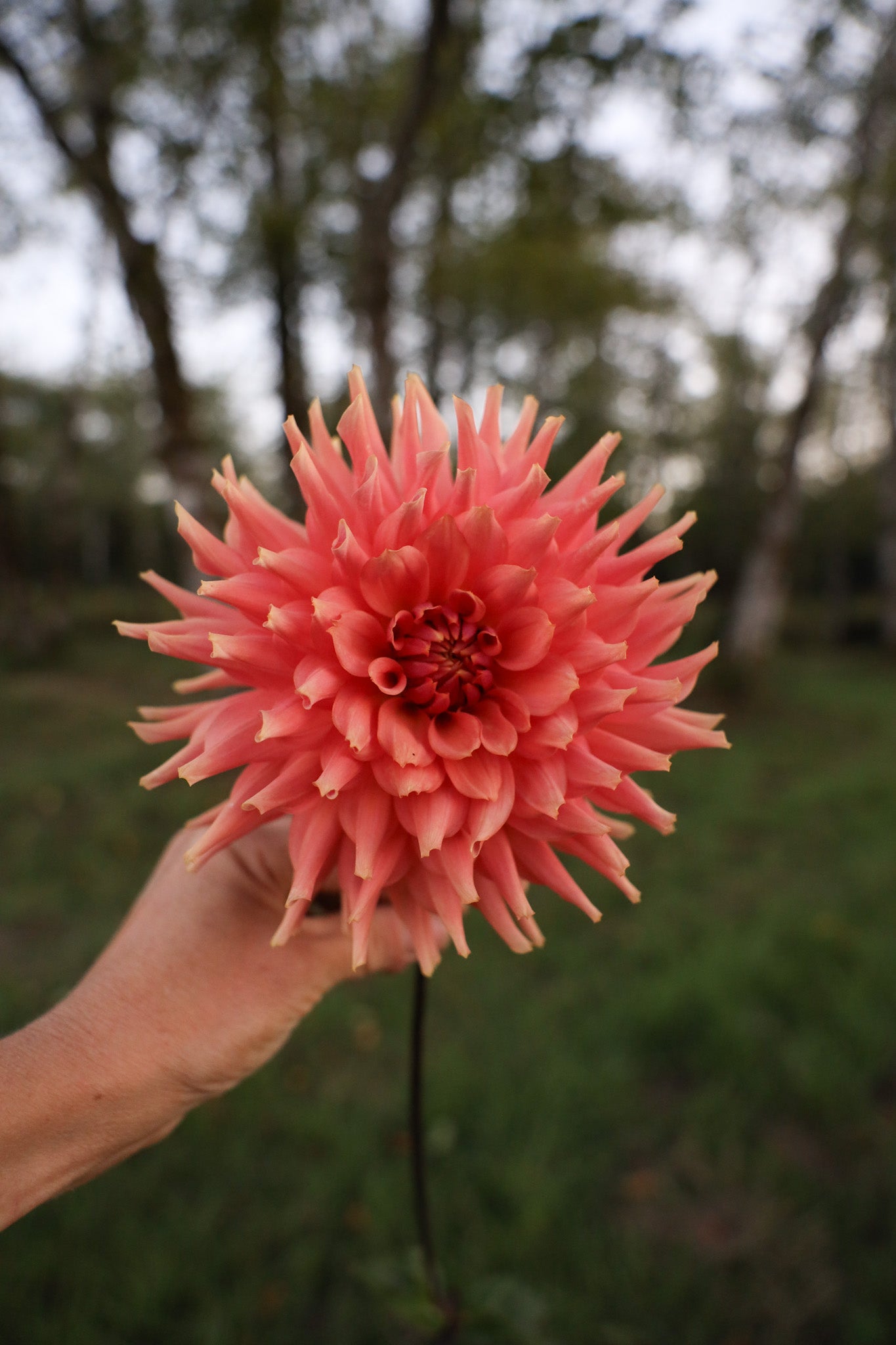 Terracotta Dahlia