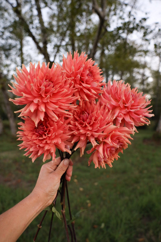 Terracotta Dahlia