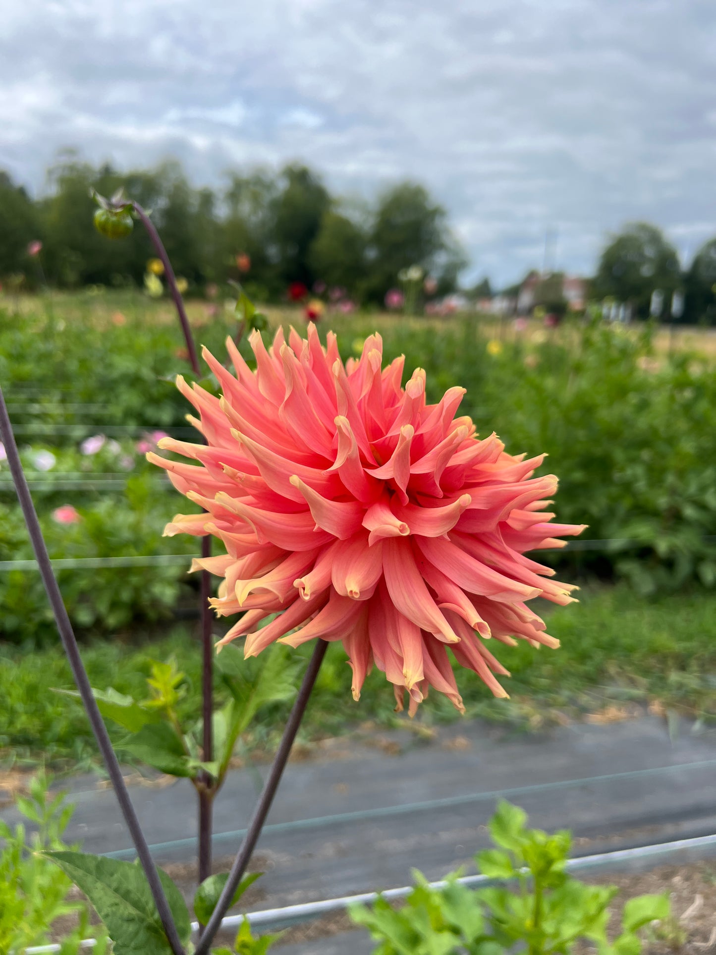 Terracotta Dahlia