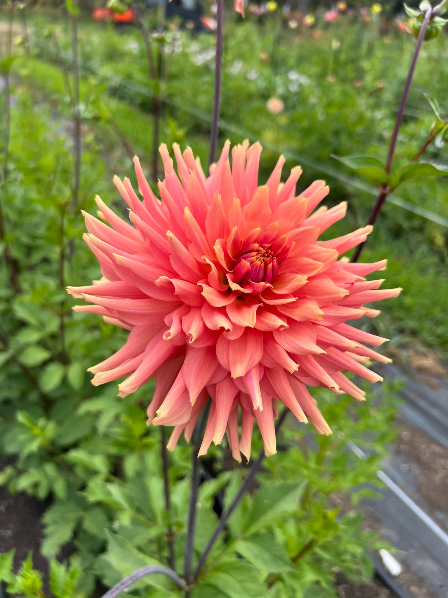Terracotta Dahlia