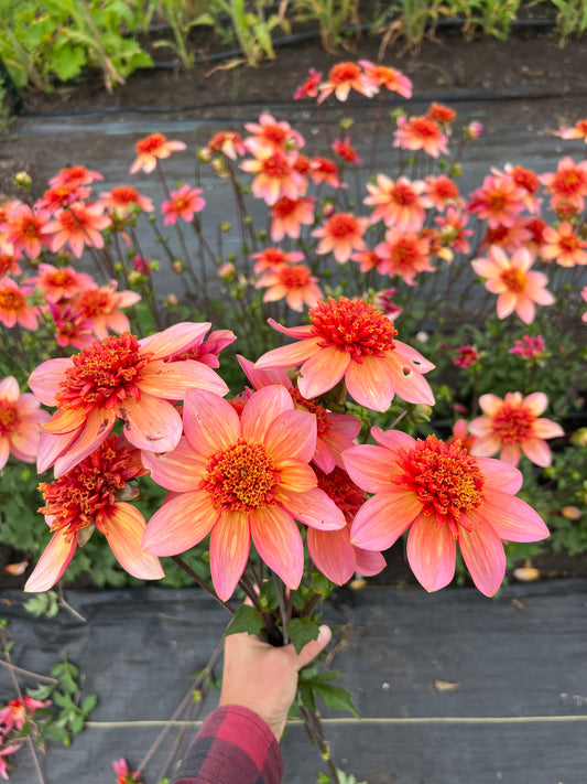 Totally Tangerine Dahlia