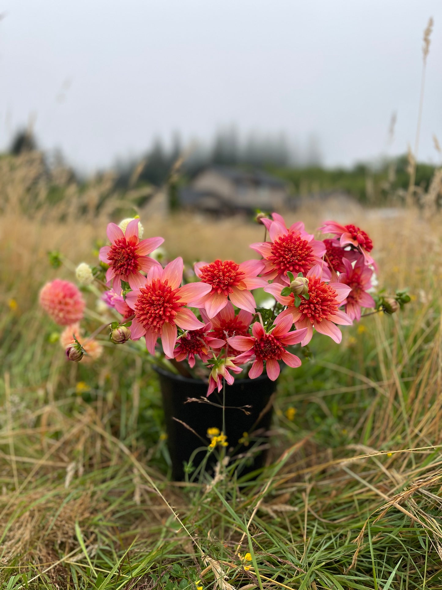 Totally Tangerine Dahlia