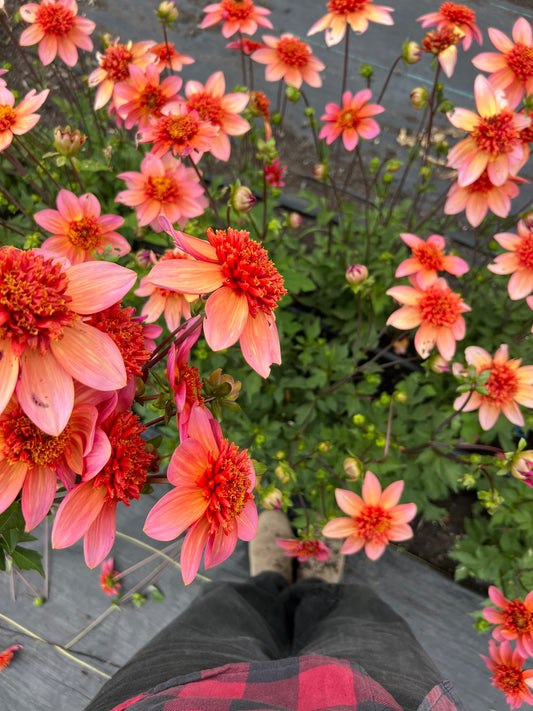 Totally Tangerine Dahlia
