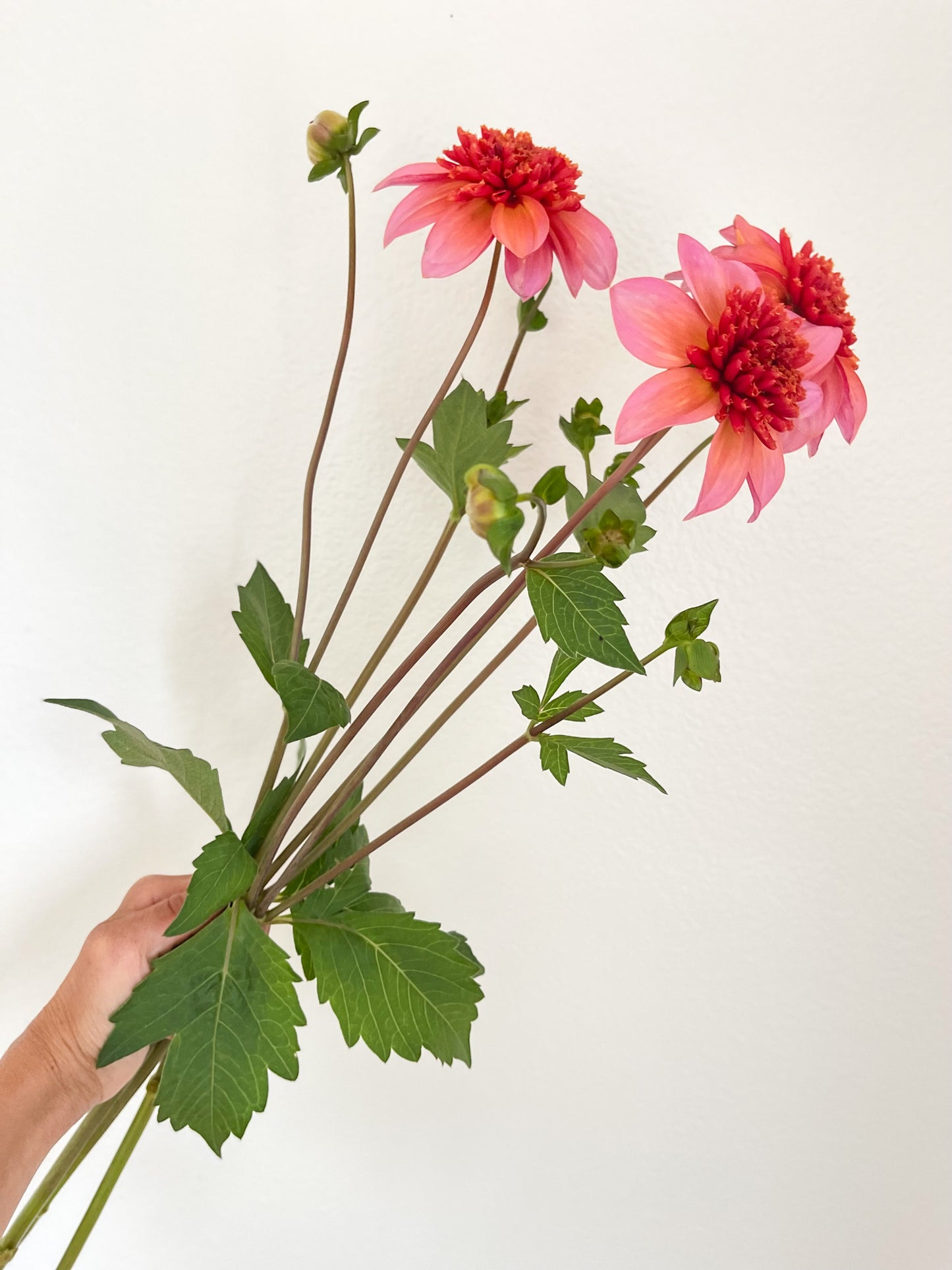 Totally Tangerine Dahlia