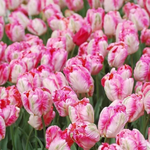 Tulip Parrot Pink Vision - 10 Bulbs (Ships in October)
