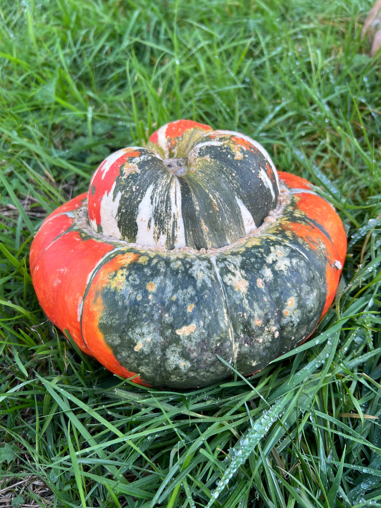 Pumpkin 'Turks Turban'