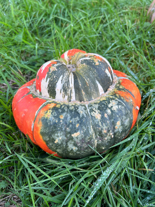 Pumpkin 'Turks Turban'