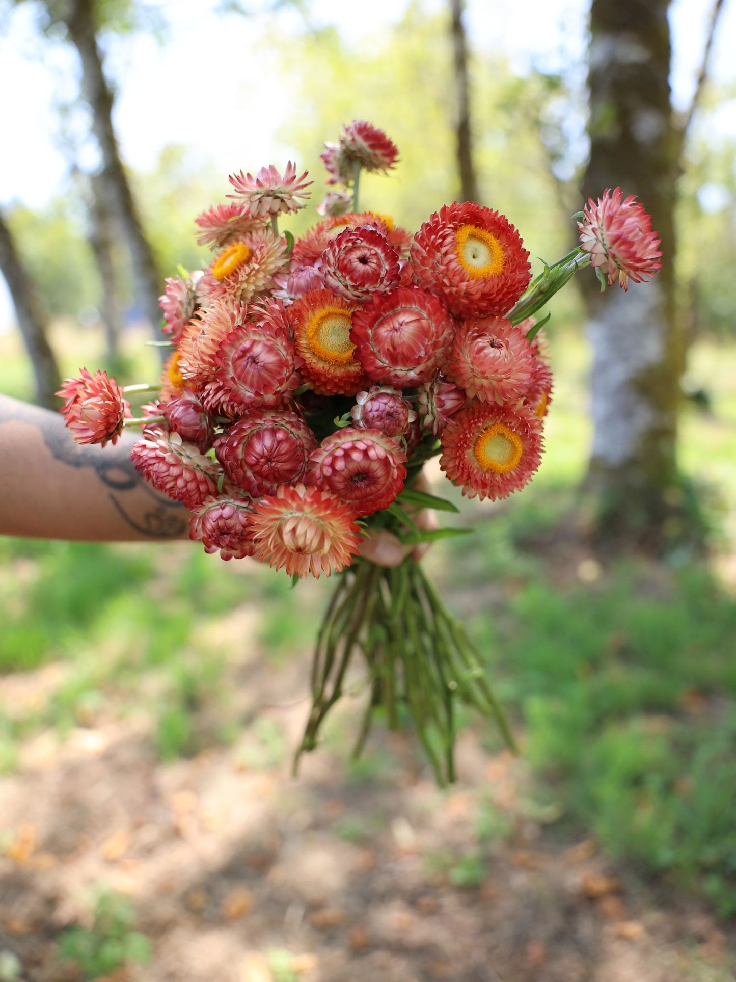 Strawflower - Apricot Peach