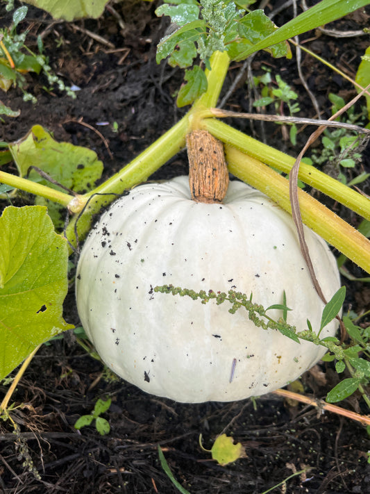 Pumpkin 'Valenciano'