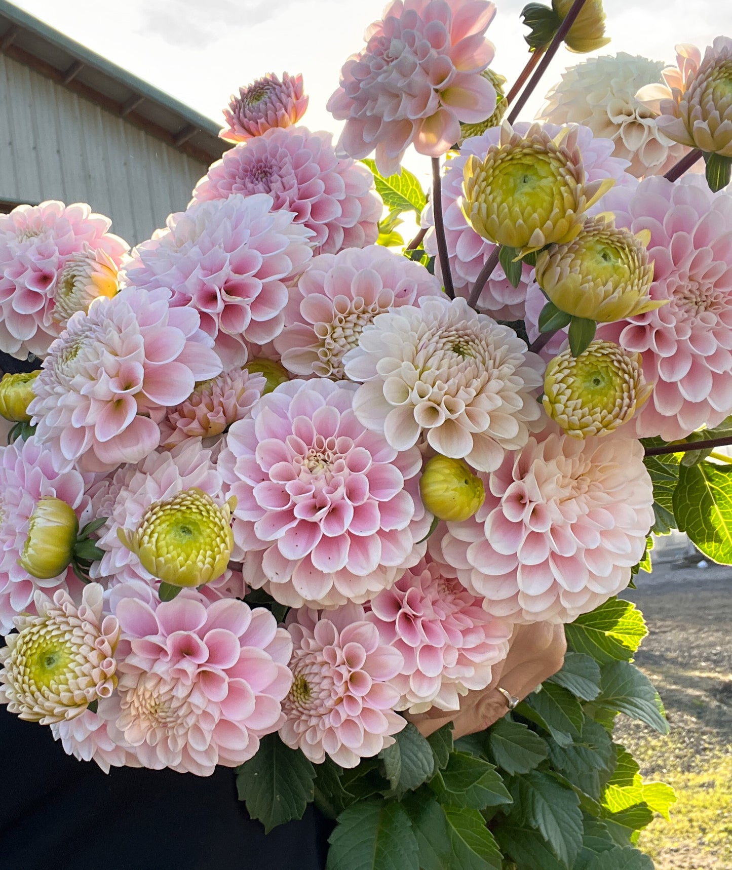 Bundle 1 - Kelgai Ann, Coralie, Rose Toscano, Cornell Bronze, Wizard of Oz