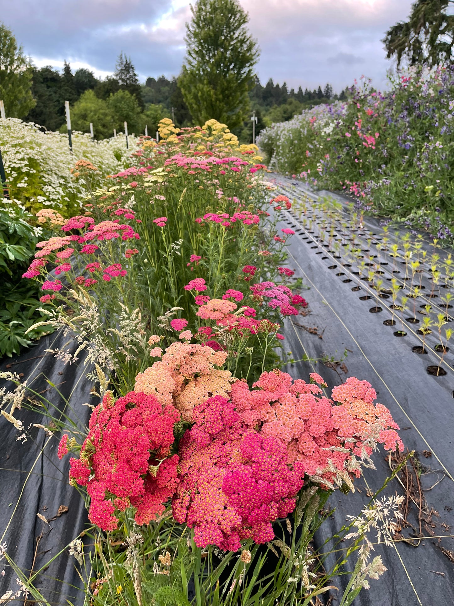 Yarrow 'Summer Pastels'