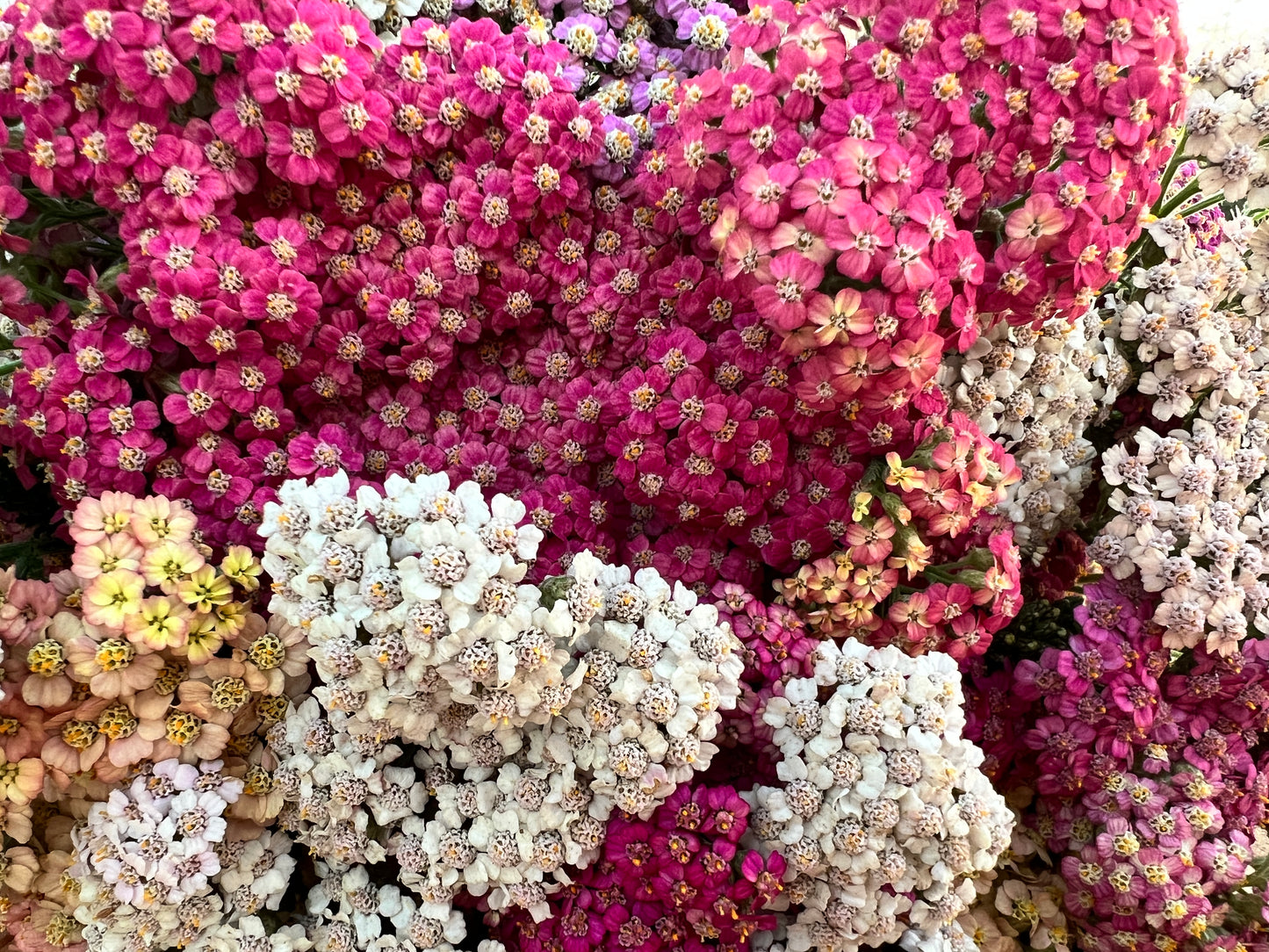 Yarrow 'Summer Pastels'