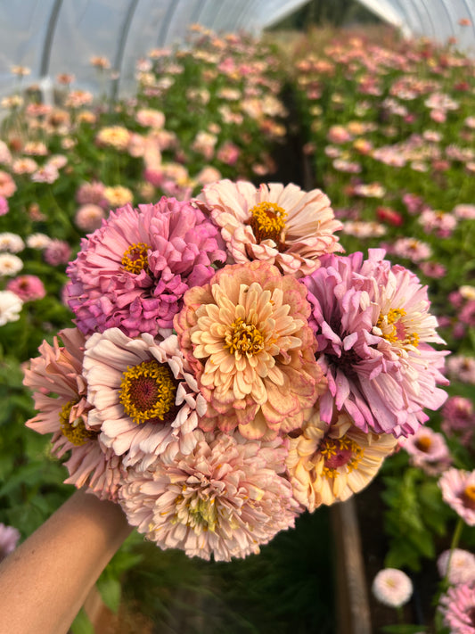 Zinnia 'Pastel Mix'