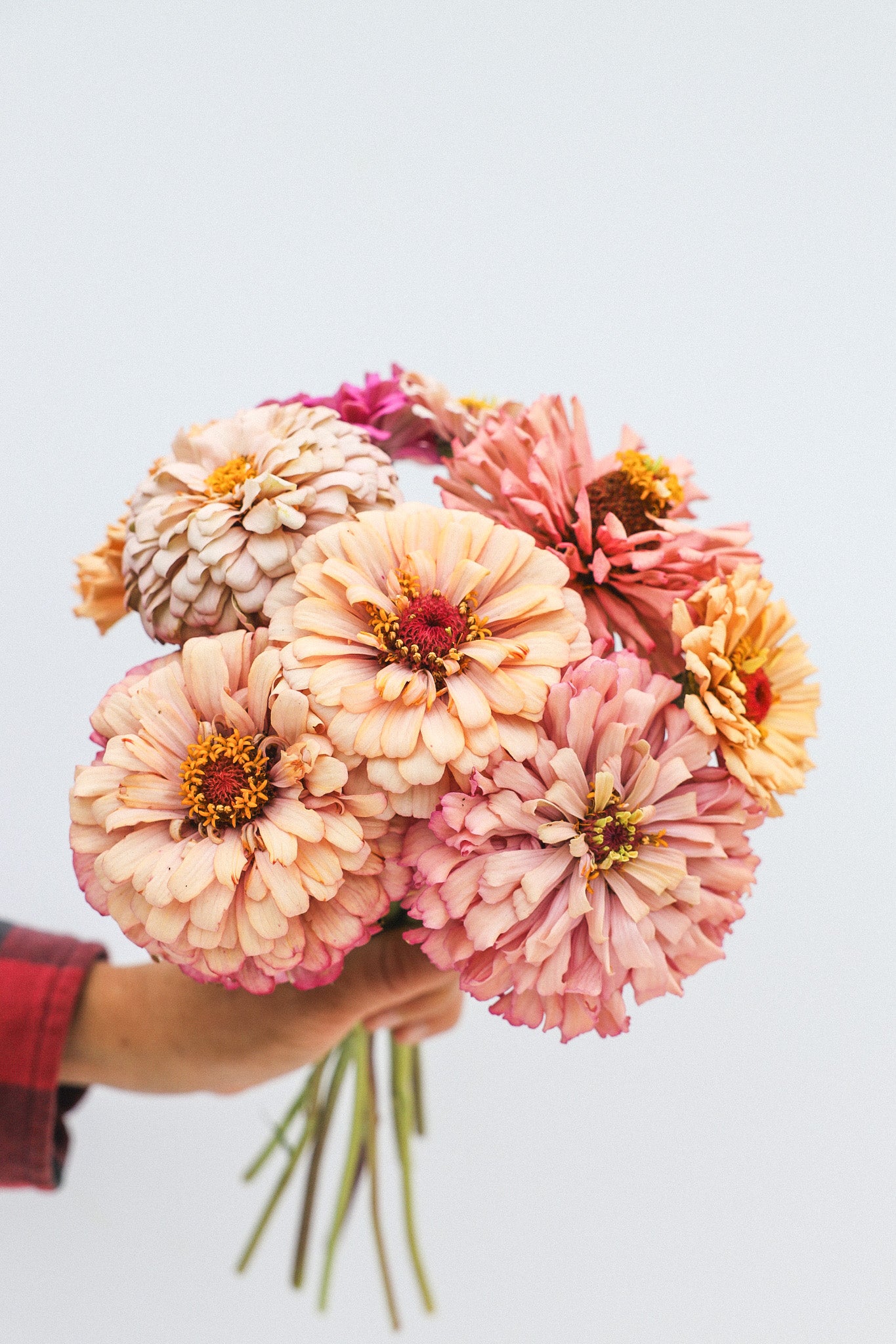 Peachy Pink Bouquet - Dahlia & Seed Collection